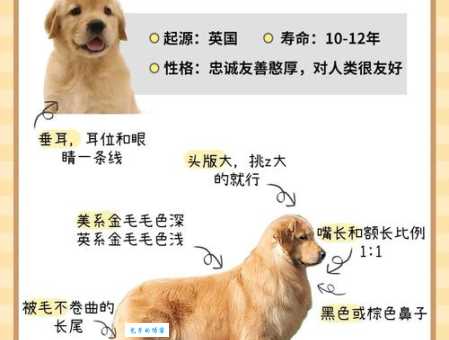 金毛犬性格怎么样？听听养金毛的主人怎么说！