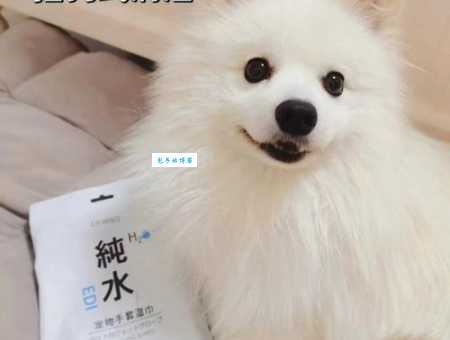 犬钩虫病怎么治？宠物医生教你几招搞定！