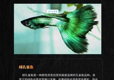 想让凤尾鱼繁殖怎么办？水族店老板教你几招！