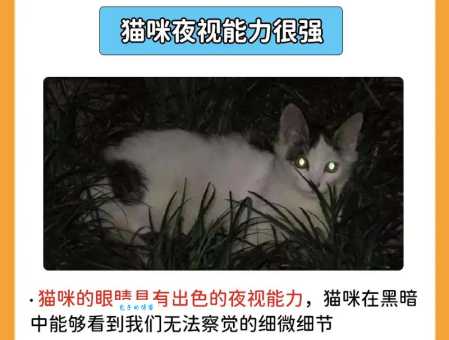 猫是近视眼吗？带你了解猫咪视力那些事！