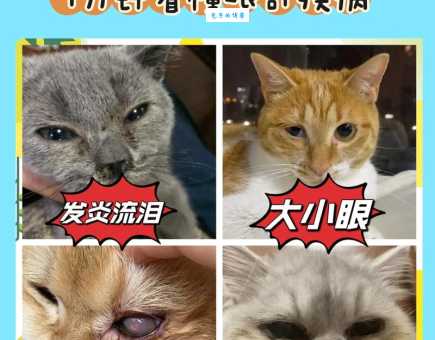 猫是近视眼吗？带你了解猫咪视力那些事！