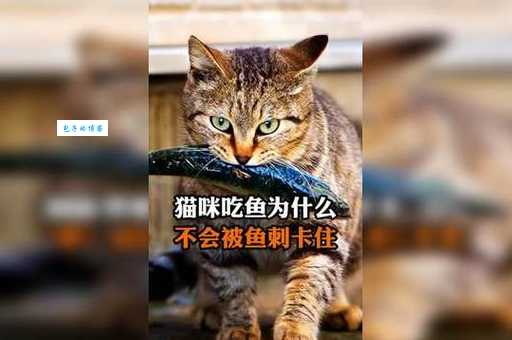 猫吃鱼会卡刺吗？如何避免猫咪吃鱼被卡刺呢？