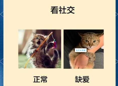 猫咪缺爱的表现有哪些信号？你家猫咪中招了吗？