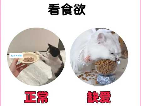 猫咪缺爱的表现有哪些信号？你家猫咪中招了吗？