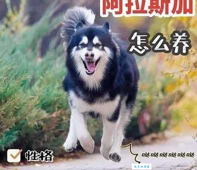 阿拉斯加雪橇犬怎么养才好？饮食运动全解析！