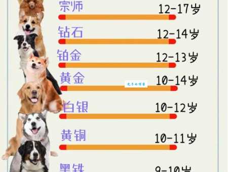 博美犬的寿命一般几年？怎样养才能更长寿？