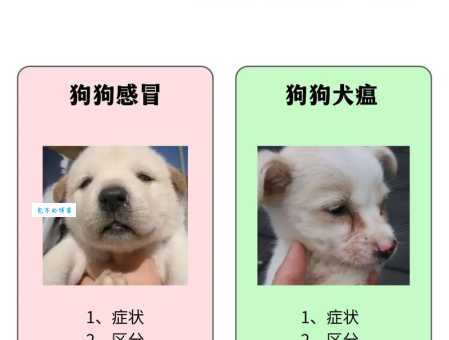 狗狗得了犬瘟热严重吗？及时发现很重要！