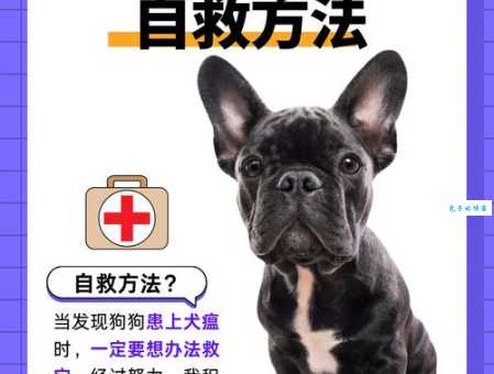 狗狗得了犬瘟热严重吗？及时发现很重要！