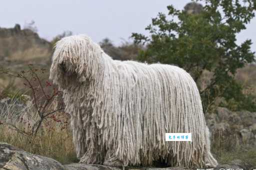 可蒙犬智商排名第几？你想知道的可蒙犬介绍！