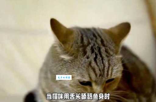 猫咪吃鱼会不会被鱼刺卡住？老兽医给你答案！