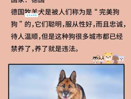 藏獒咬死主人怎么办？如何选择合适的犬种？