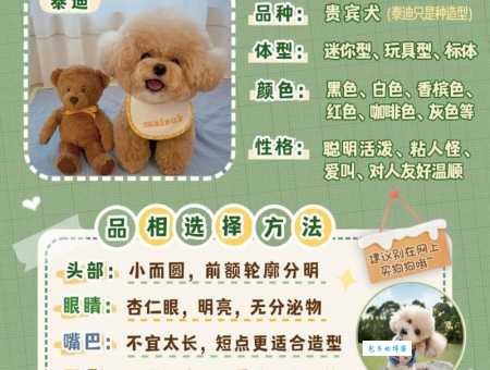 贵宾犬怎么养？从幼犬到成犬的喂养指南！