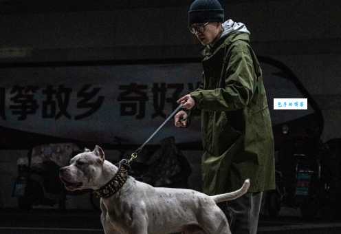 杜高犬性格好不好？饲养前你需要了解这些！