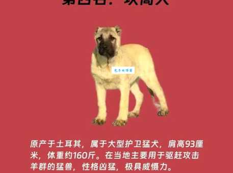 马士提夫犬能长多大？成年体重和体高数据分享！