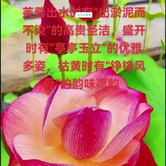 芙蓉出水打一准确生肖是什么？这个答案你知道吗？