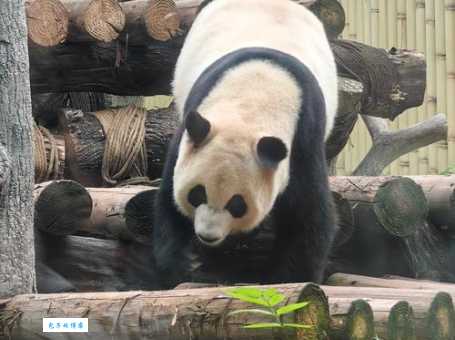 人山人海猜一生肖是什么？这个解释太妙了！