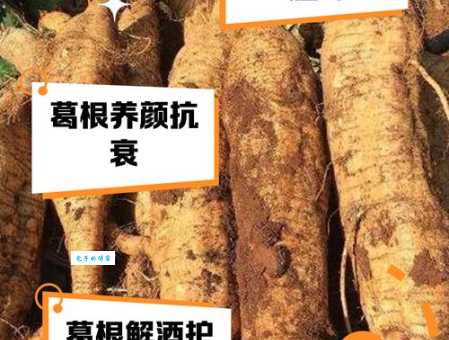 sorprendente功效！野生葛根的妙用你了解吗？