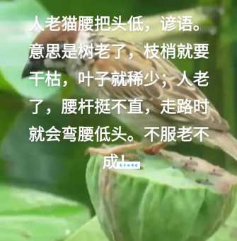 老干虬枝是什么意思及例句？一文读懂老干虬枝