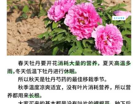 牡丹几月份开花？详细了解牡丹花开花时间及花期长短