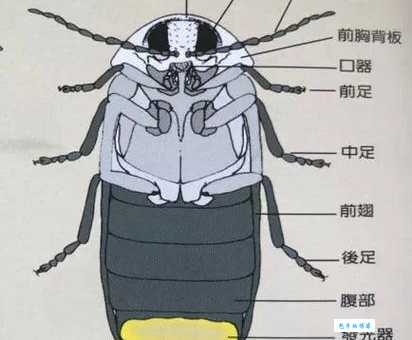 萤火虫发光原理是什么？它会发热吗？