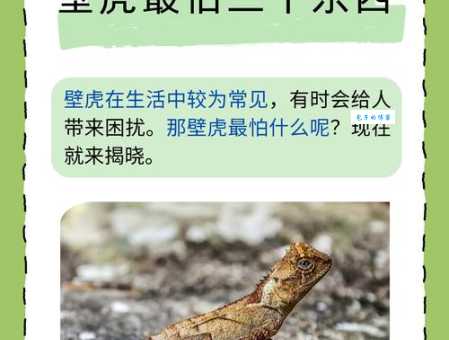 战无不胜打一生肖是什么动物？答案揭晓！